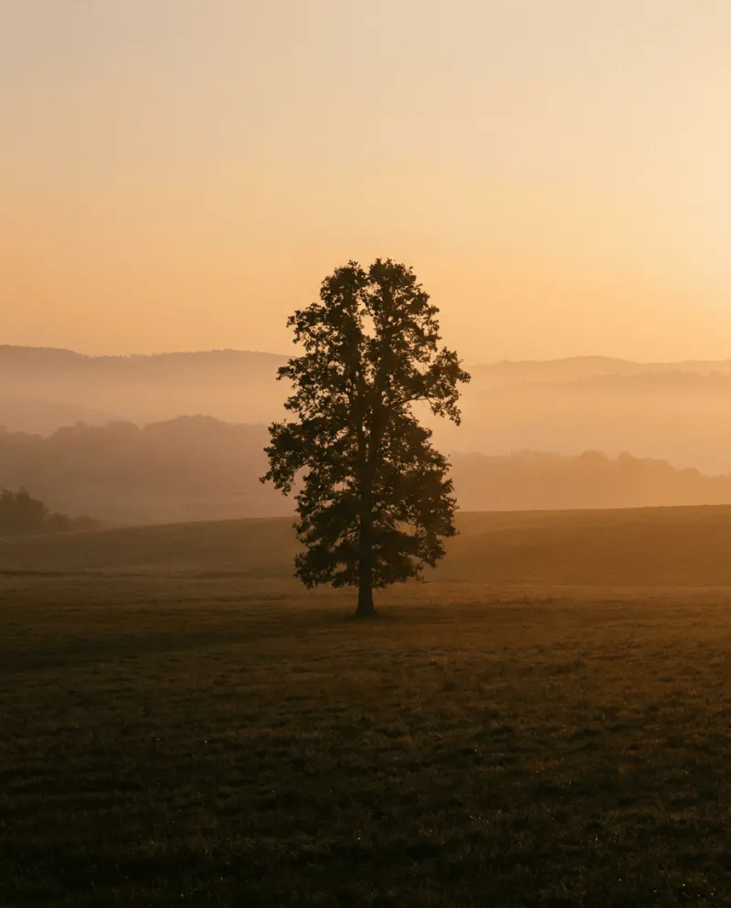 Lone tree, golden field